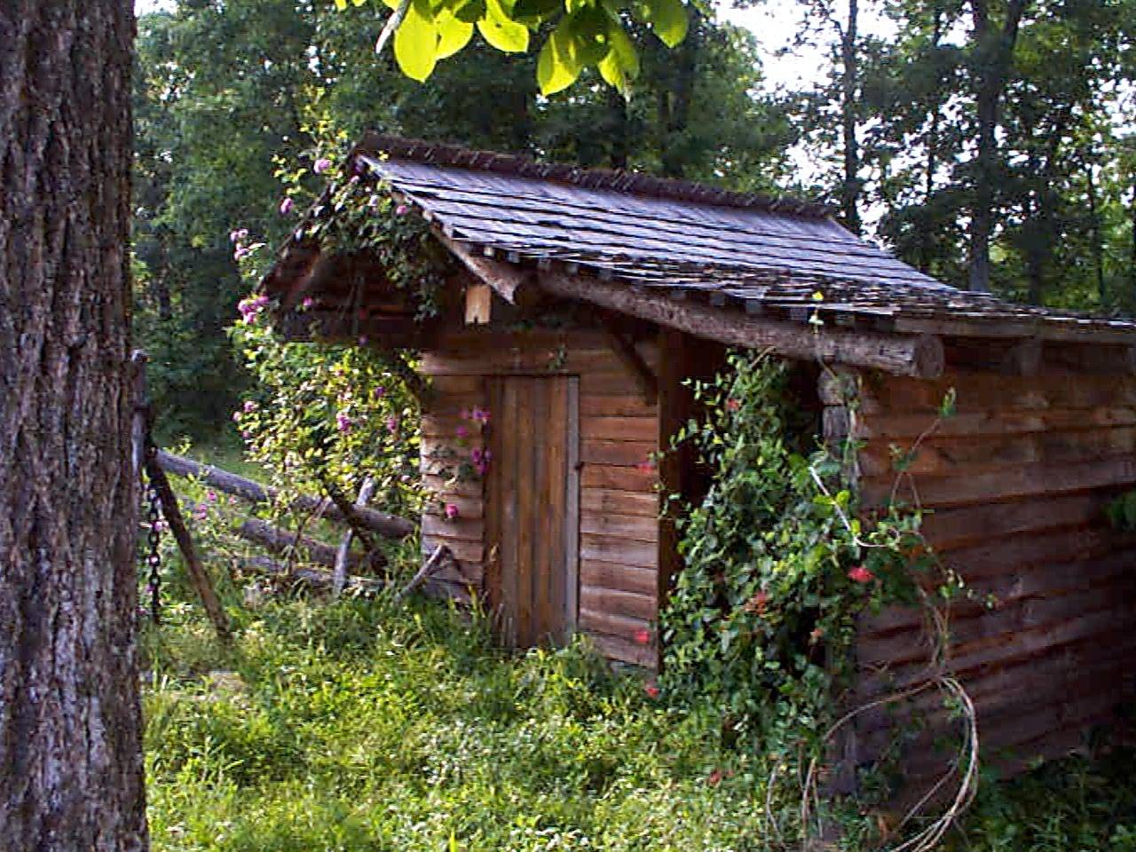 wash-house and shed
